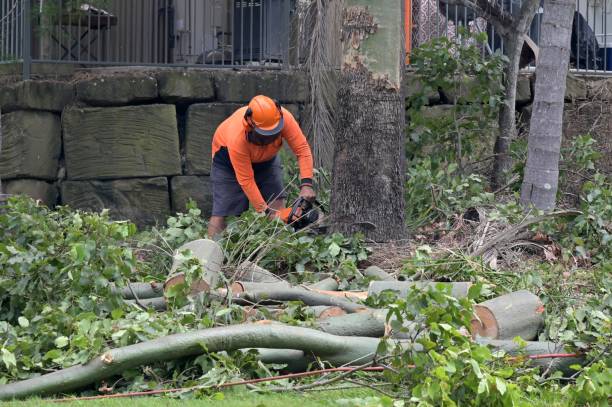 Best Storm Damage Tree Cleanup  in USA